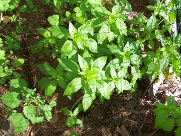 Mercurialis annua / Mercorella comune